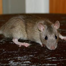 Tamrotte Mimmi's Blue