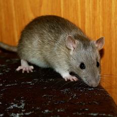 Tamrotte Mimmi's Blue