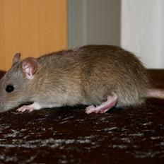 Tamrotte Mimmi's Blue