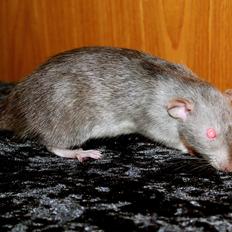 Tamrotte NBN Lucille