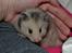 Hamster Fischers Cruella De'vil 