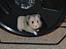Hamster Fischers Cruella De'vil 