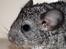 Chinchilla Chin Chin - Chin Chin som lille 