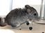 Chinchilla Chin Chin
