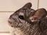 Chinchilla Chin Chin