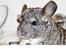 Chinchilla Chin Chin
