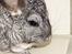 Chinchilla Chin Chin