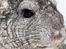 Chinchilla Chin Chin