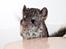 Chinchilla Chin Chin - Og igen Chin Chin som baby helt klart mit ynglings billed fra da hun var unge