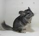Chinchilla JHP's Rita