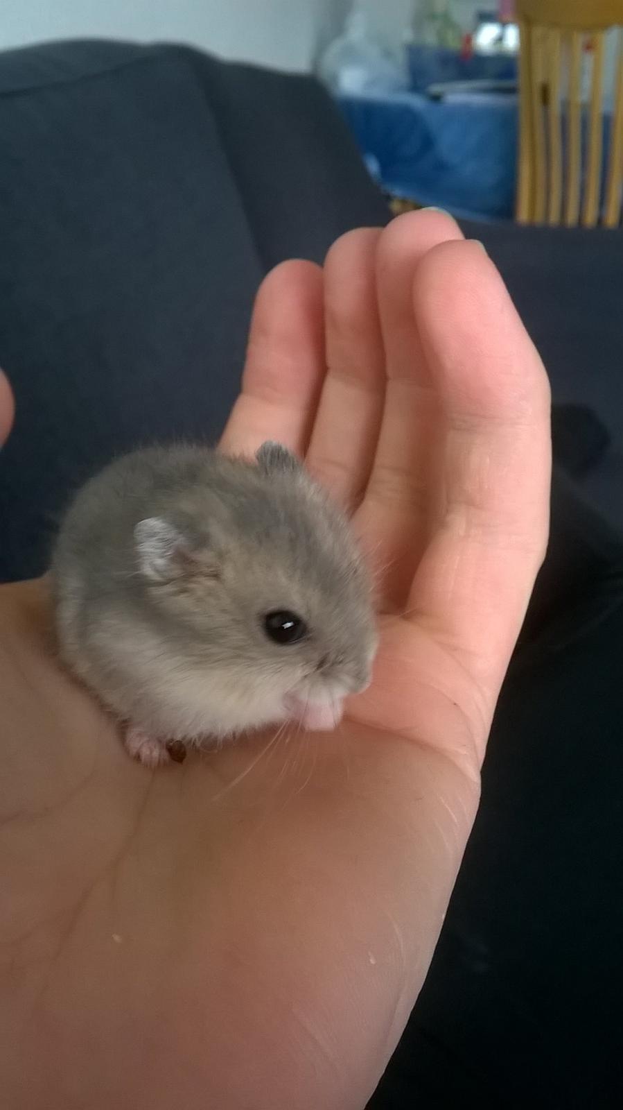 Dværghamster Kvik - Så skal der vaskes <3 billede 6