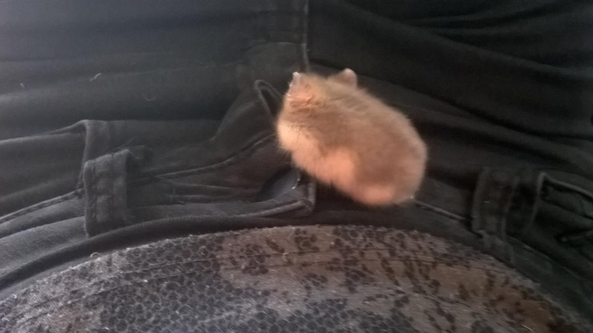 Dværghamster Kvik - Dig og mig på eventyyyr <3 billede 8