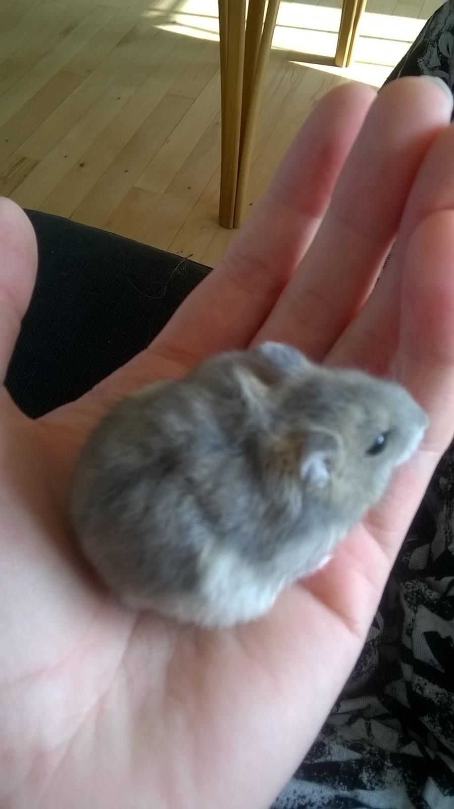 Dværghamster Kvik - 9 g og 1 cm senere xD <3 billede 9