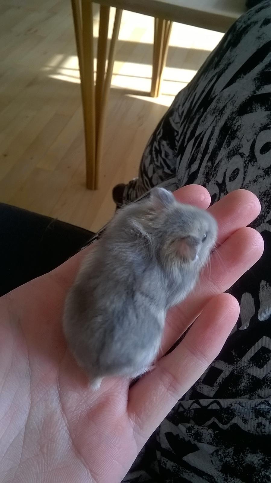 Dværghamster Kvik - Uha, nu er jeg blevet en lille tyksak <3 billede 10