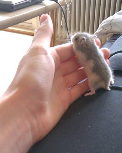 Dværghamster Kvik - Ooog så lige et throwback <3 billede 11