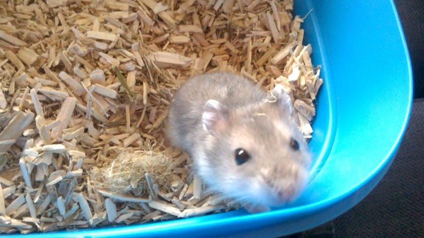 Dværghamster Kvik - Halløj og tak fordi du kiggede med, kan jeg få en bedømmelse? Farvel <3 billede 12