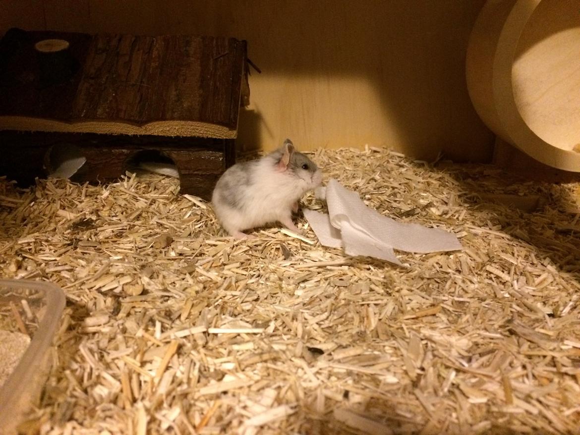 Dværghamster Elsa billede 2
