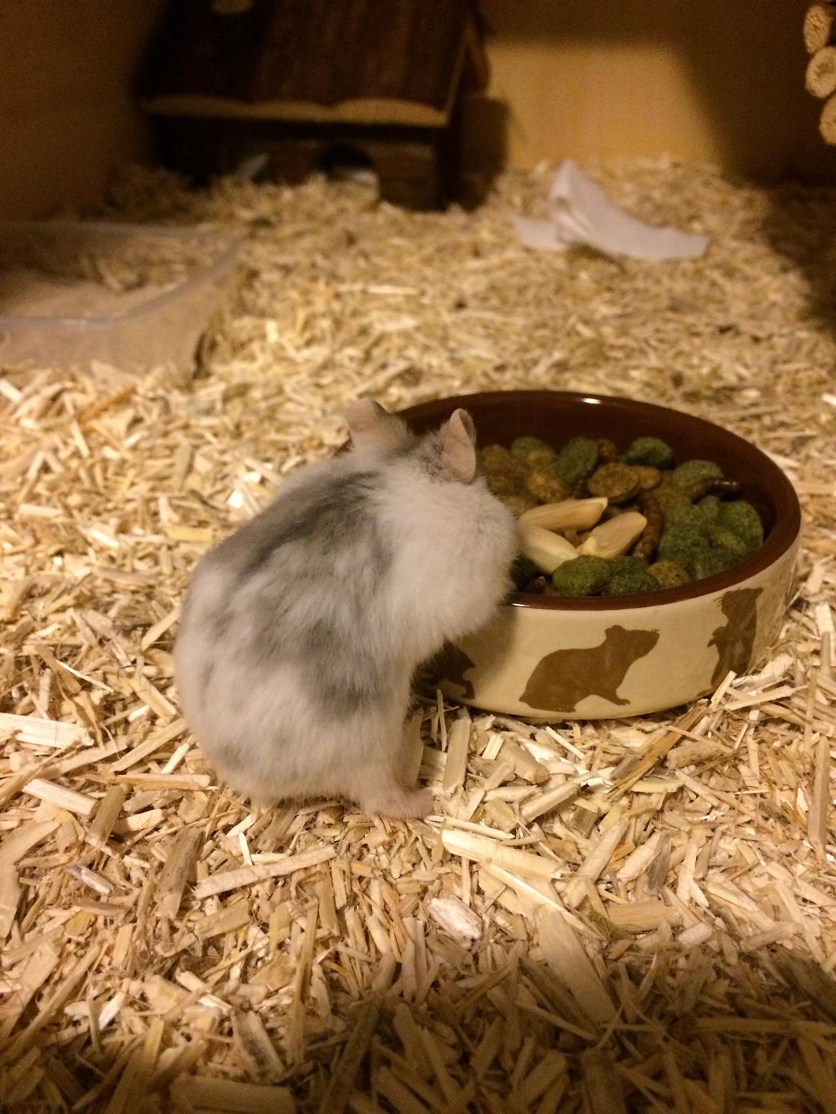 Dværghamster Elsa billede 4