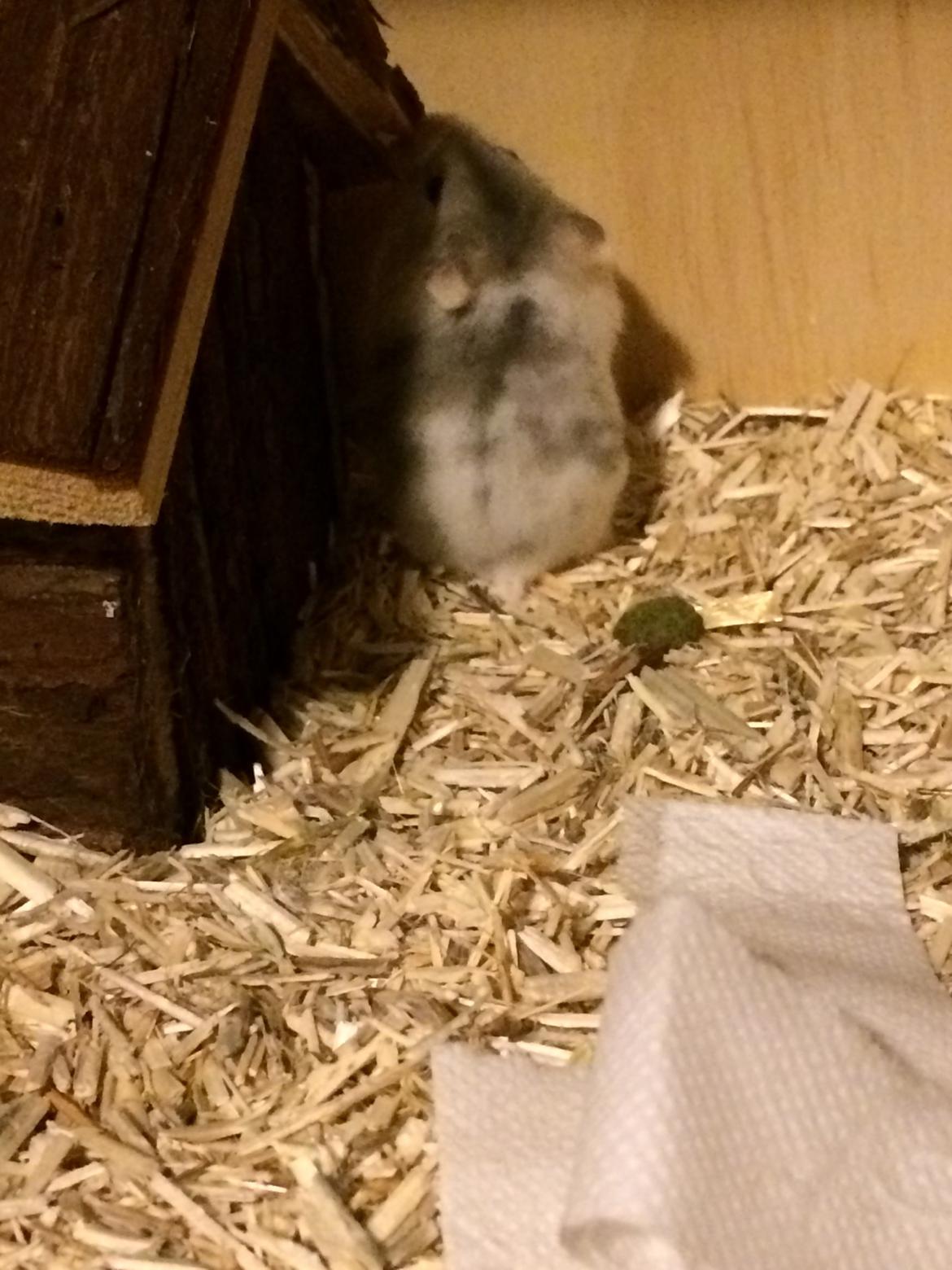 Dværghamster Elsa billede 5