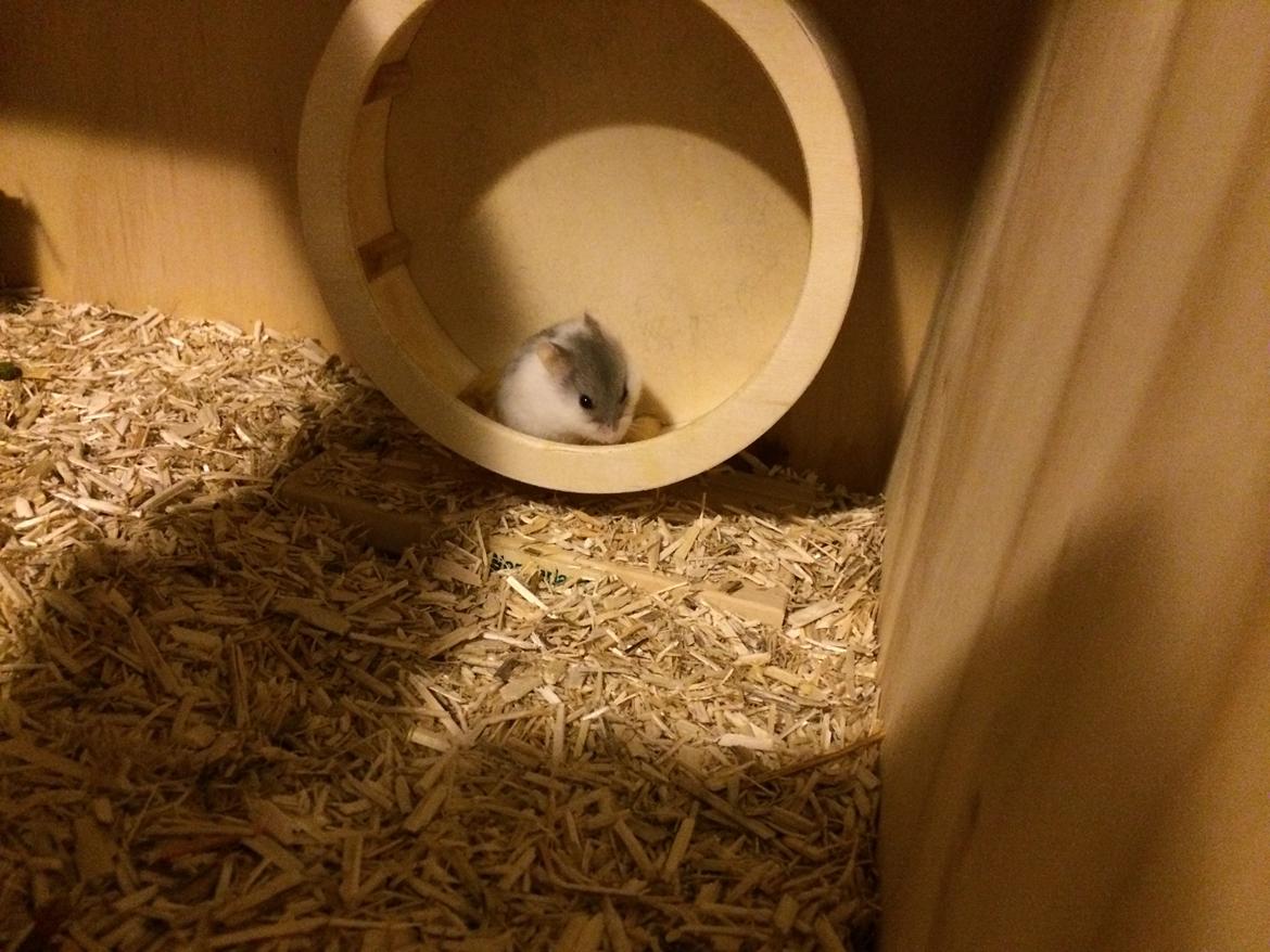 Dværghamster Elsa billede 6