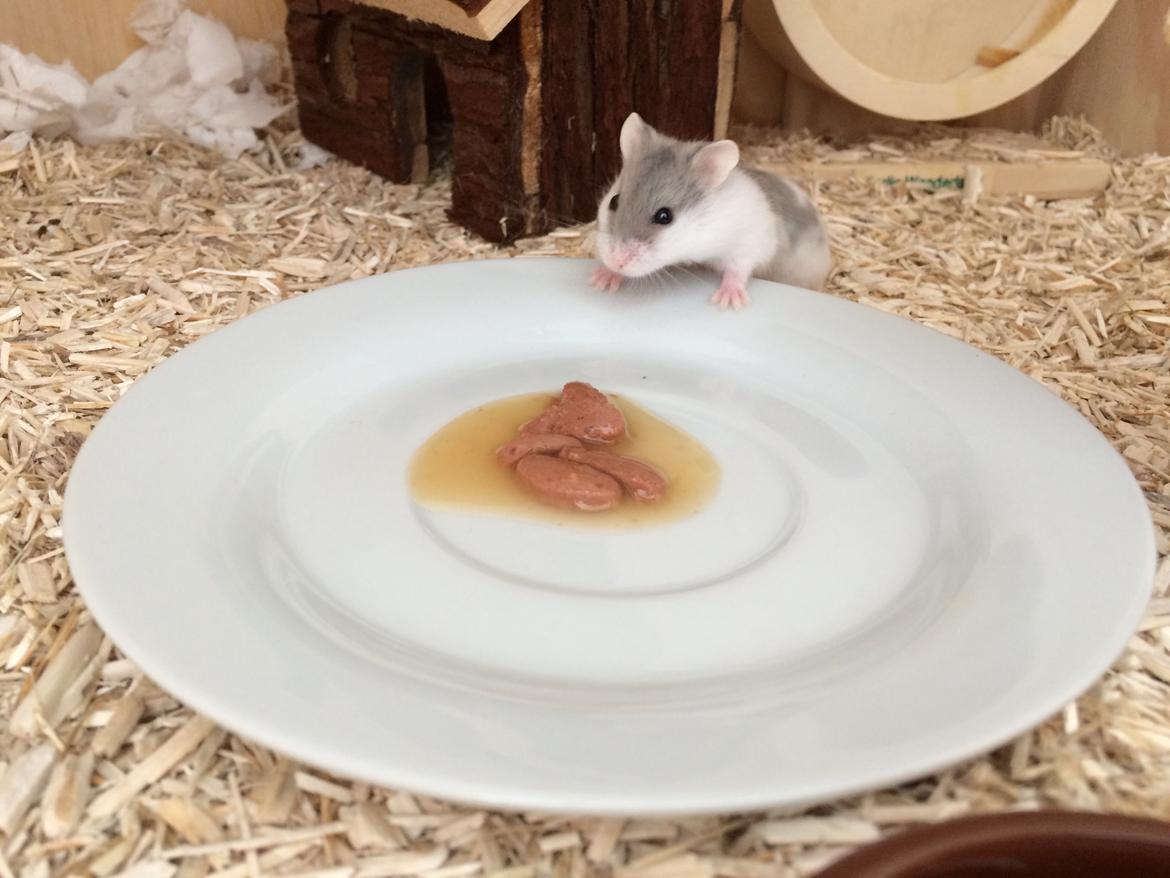 Dværghamster Elsa billede 7