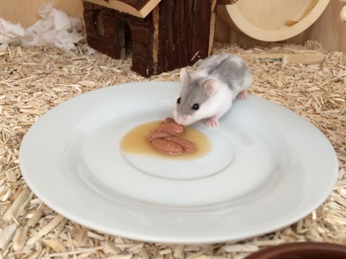 Dværghamster Elsa billede 8