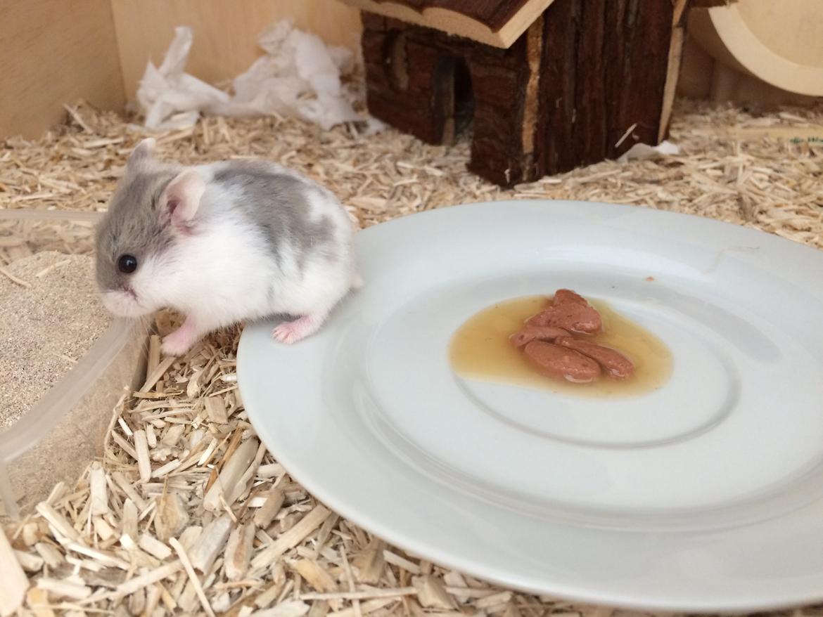 Dværghamster Elsa billede 9