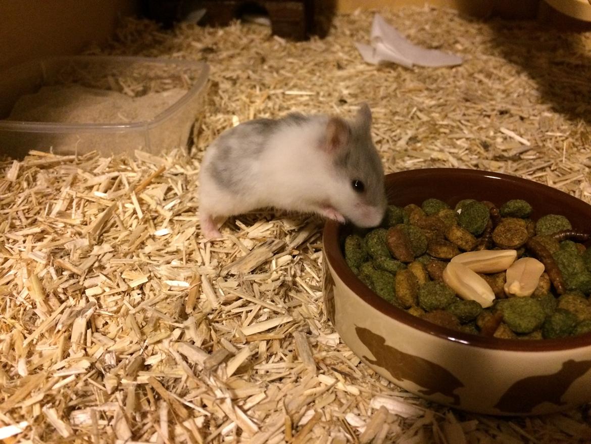 Dværghamster Elsa billede 3