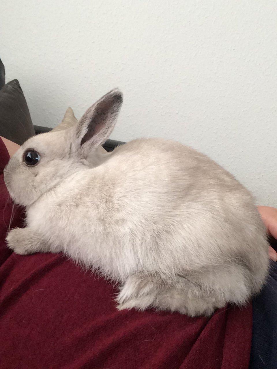 Kanin Daisy  billede 4
