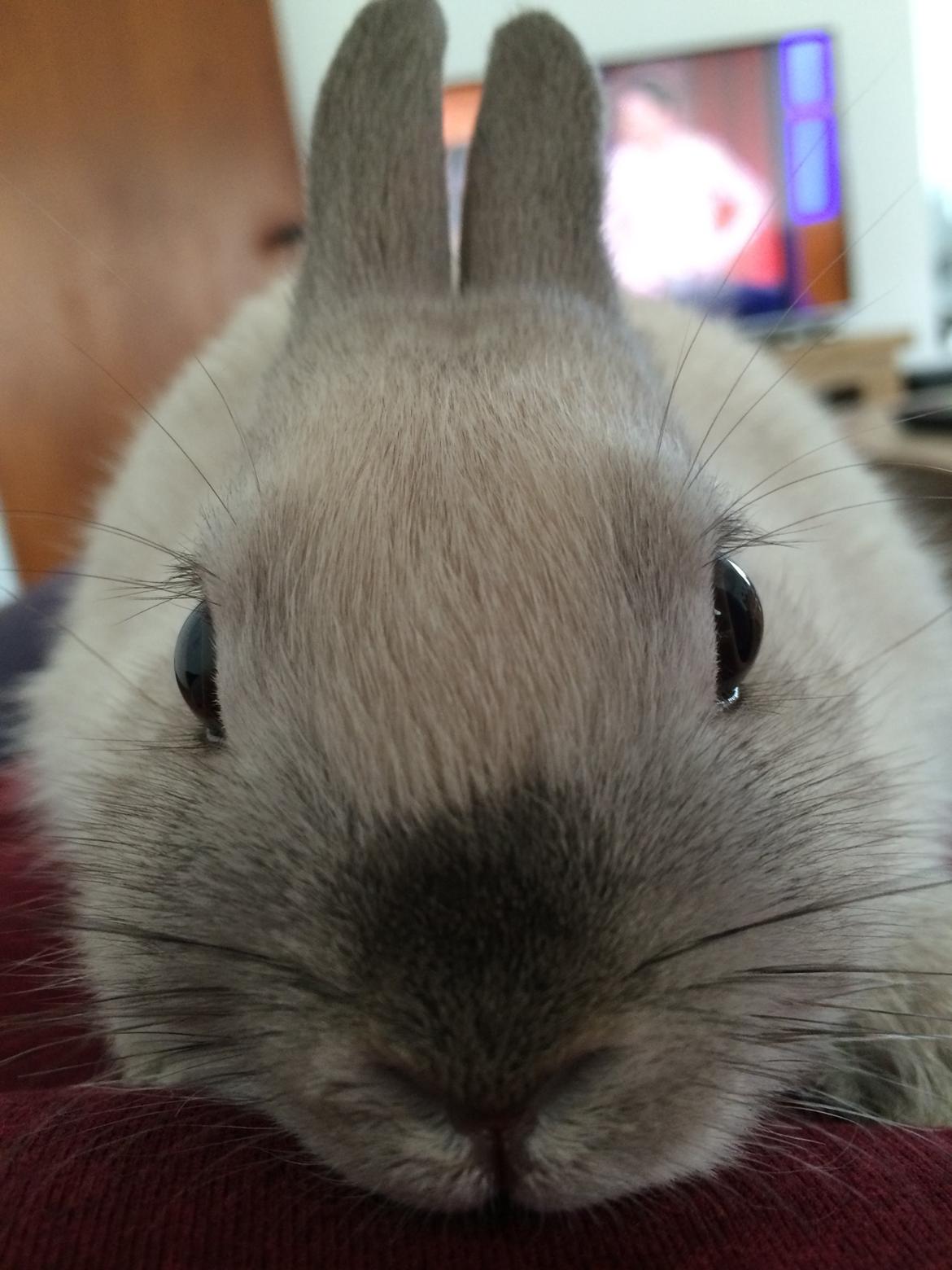 Kanin Daisy  billede 3