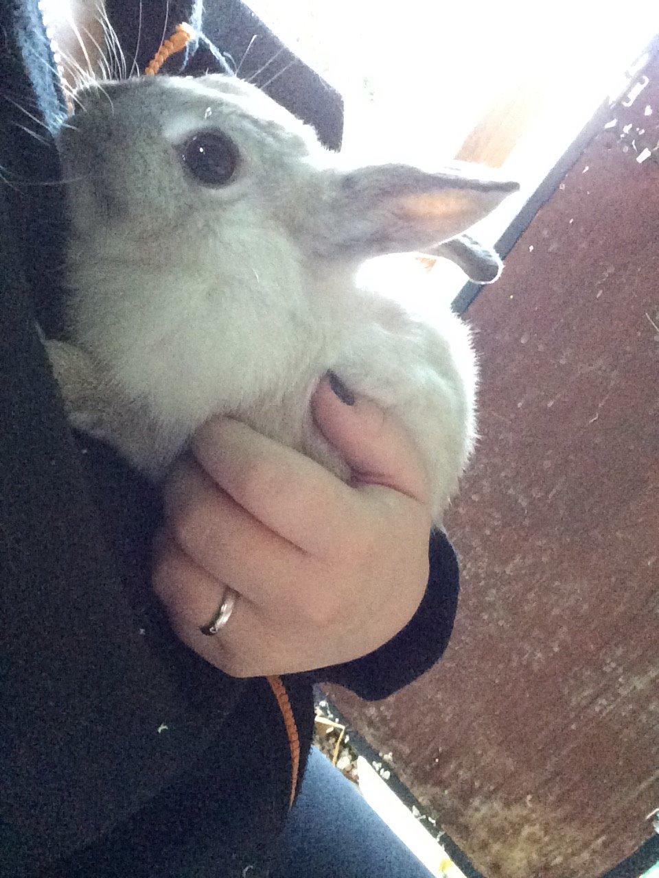 Kanin Daisy  billede 6