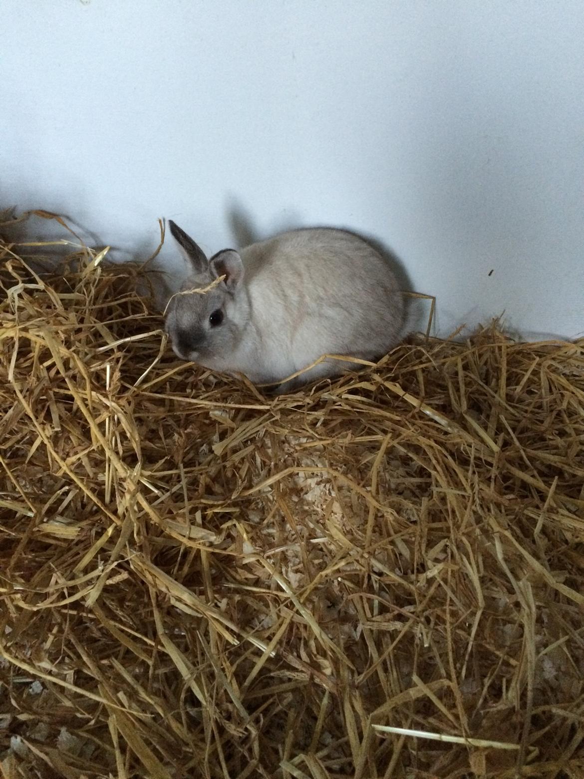 Kanin Daisy  billede 7