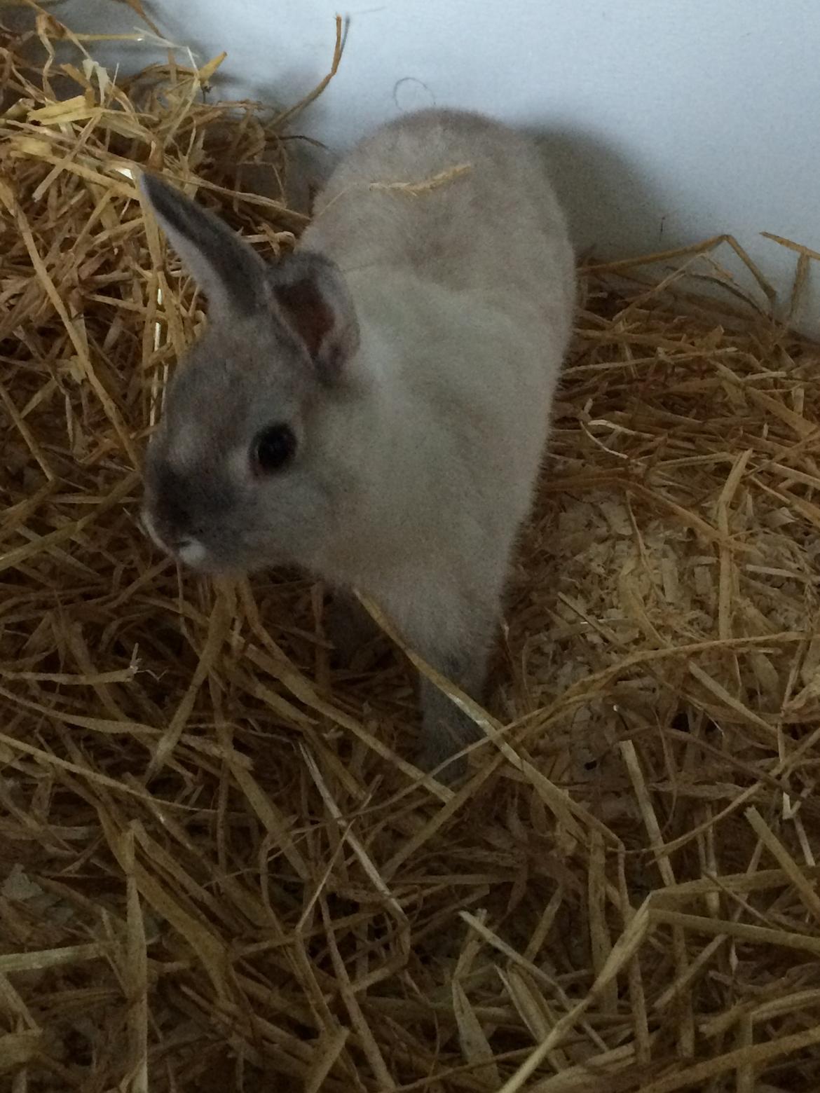 Kanin Daisy  billede 1