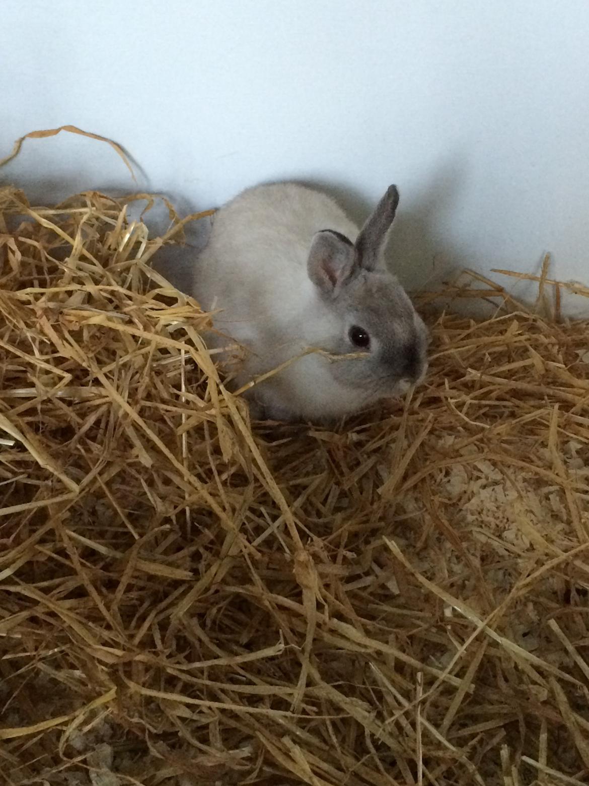 Kanin Daisy  billede 8