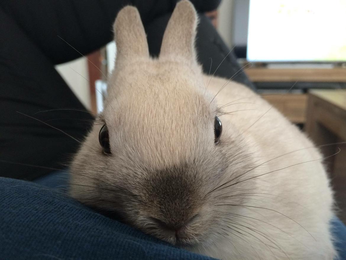 Kanin Daisy  billede 5