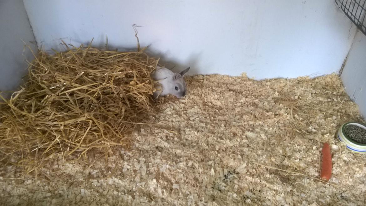 Kanin Daisy  billede 9