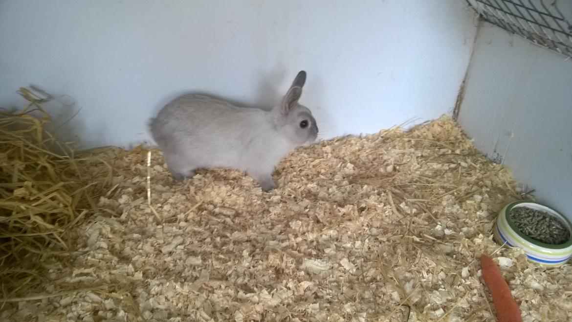 Kanin Daisy  billede 11