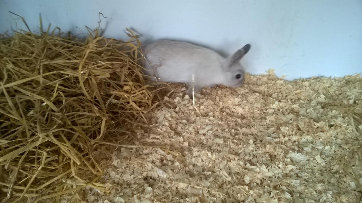 Kanin Daisy  billede 10