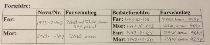 Kanin Daisy  billede 2