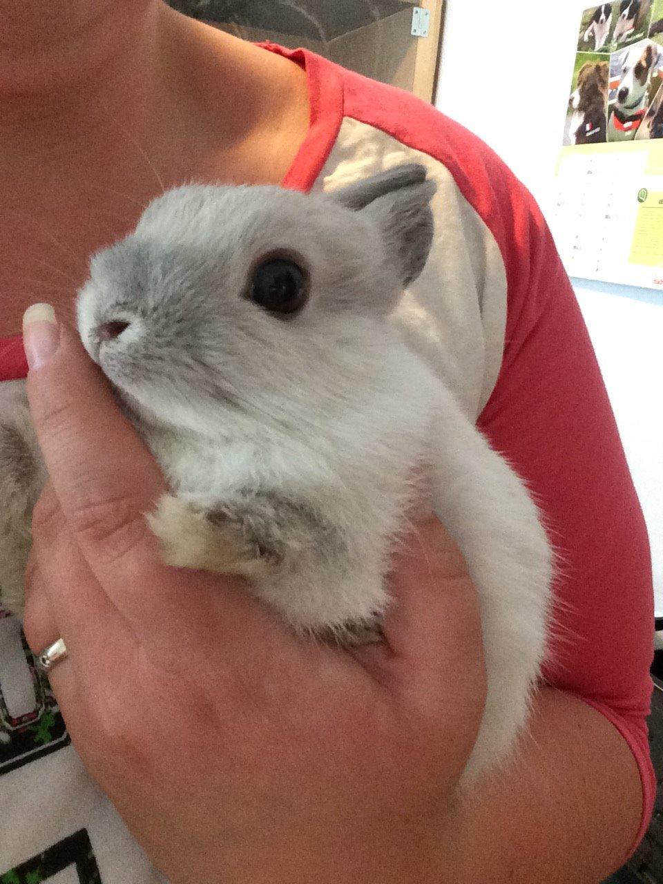 Kanin Dexter billede 3