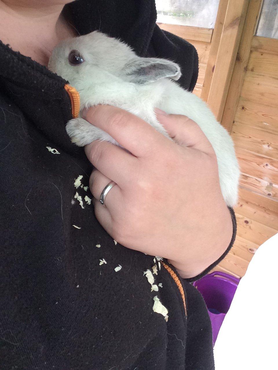 Kanin Dexter billede 4