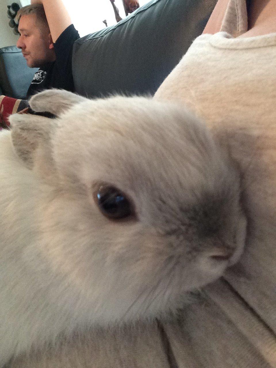 Kanin Dexter billede 5