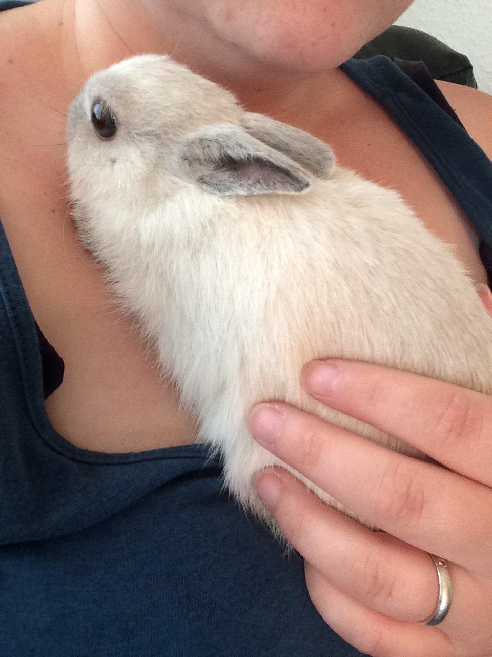 Kanin Dexter billede 6