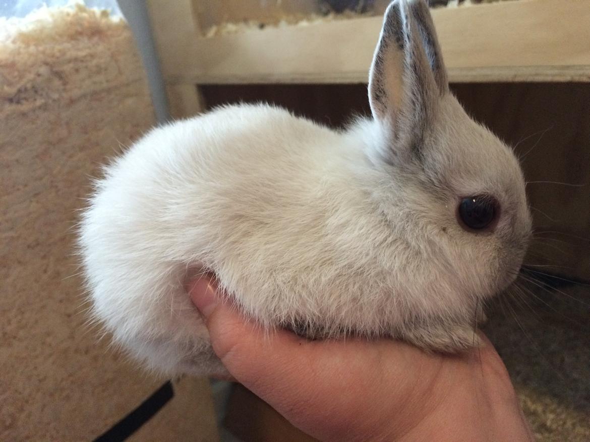 Kanin Dexter billede 1