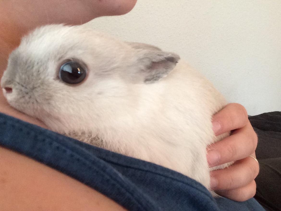 Kanin Dexter billede 7