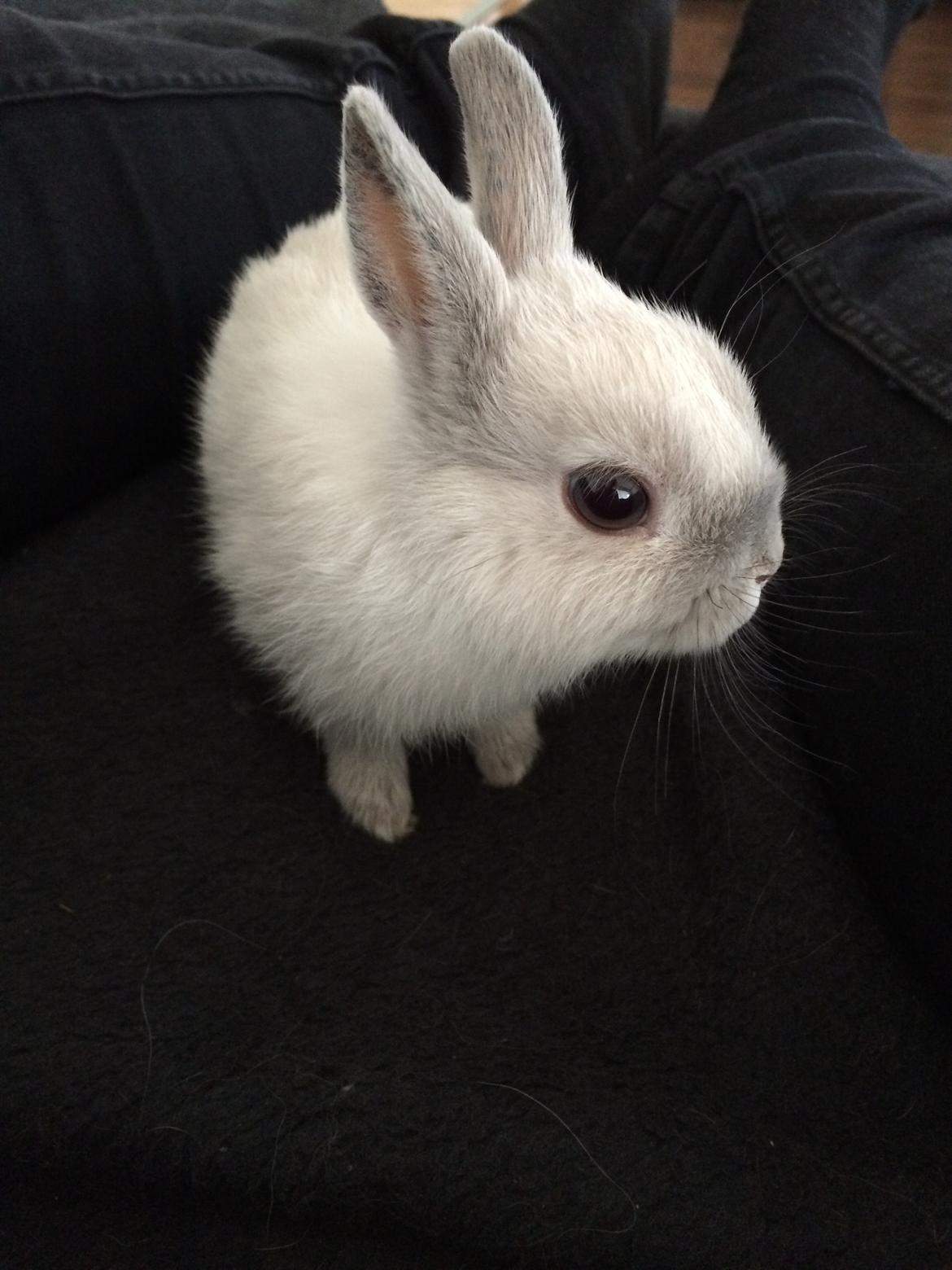 Kanin Dexter billede 9