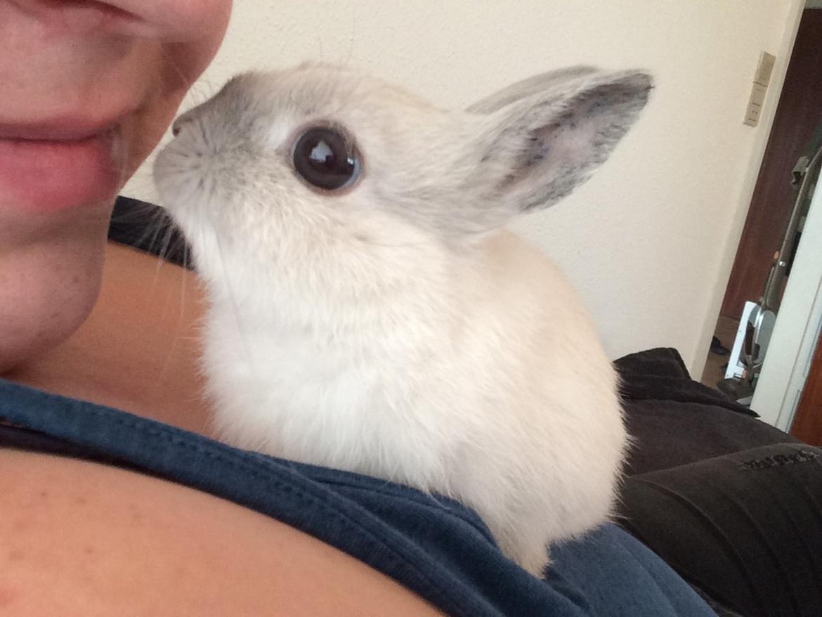 Kanin Dexter billede 8