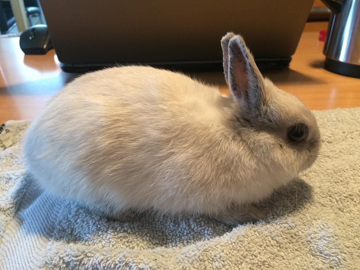 Kanin Dexter billede 11