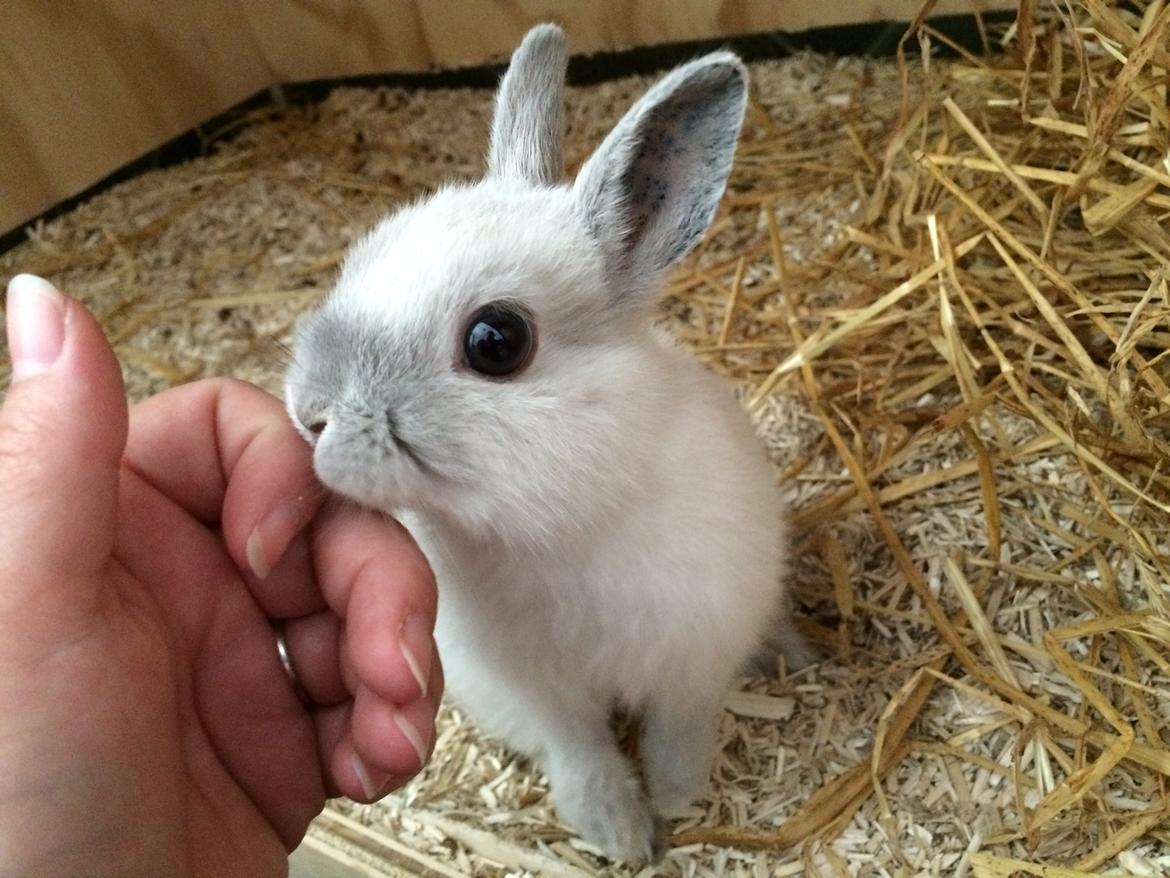 Kanin Dexter billede 10