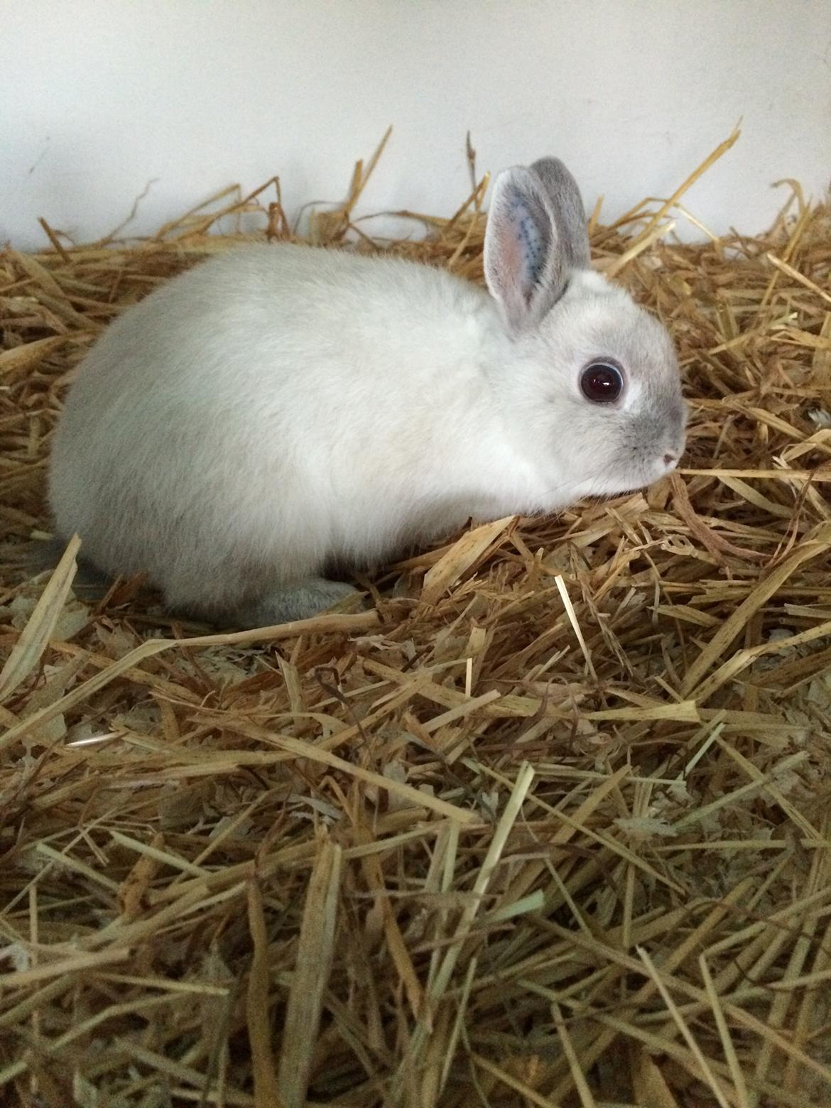 Kanin Dexter billede 13